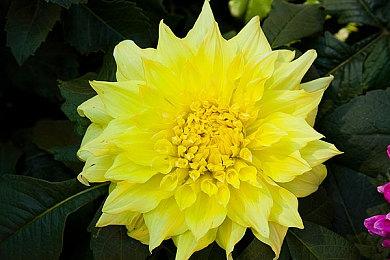 NS《Love Live! 虹咲学园校园偶像同好会 心动闪耀的未来蓝图》亚洲中文版发售决定！